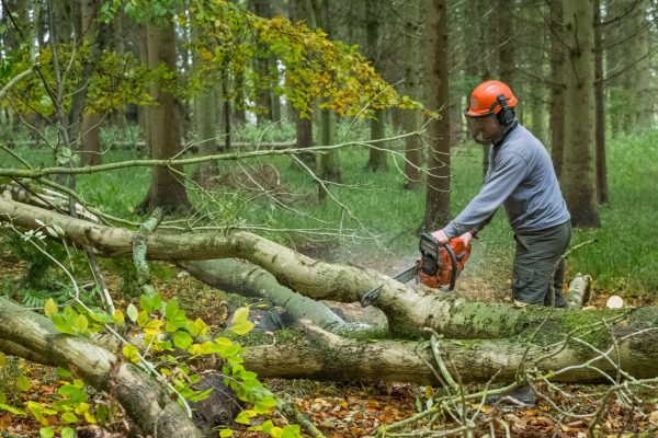 Tackling the Ash Tree Crisis