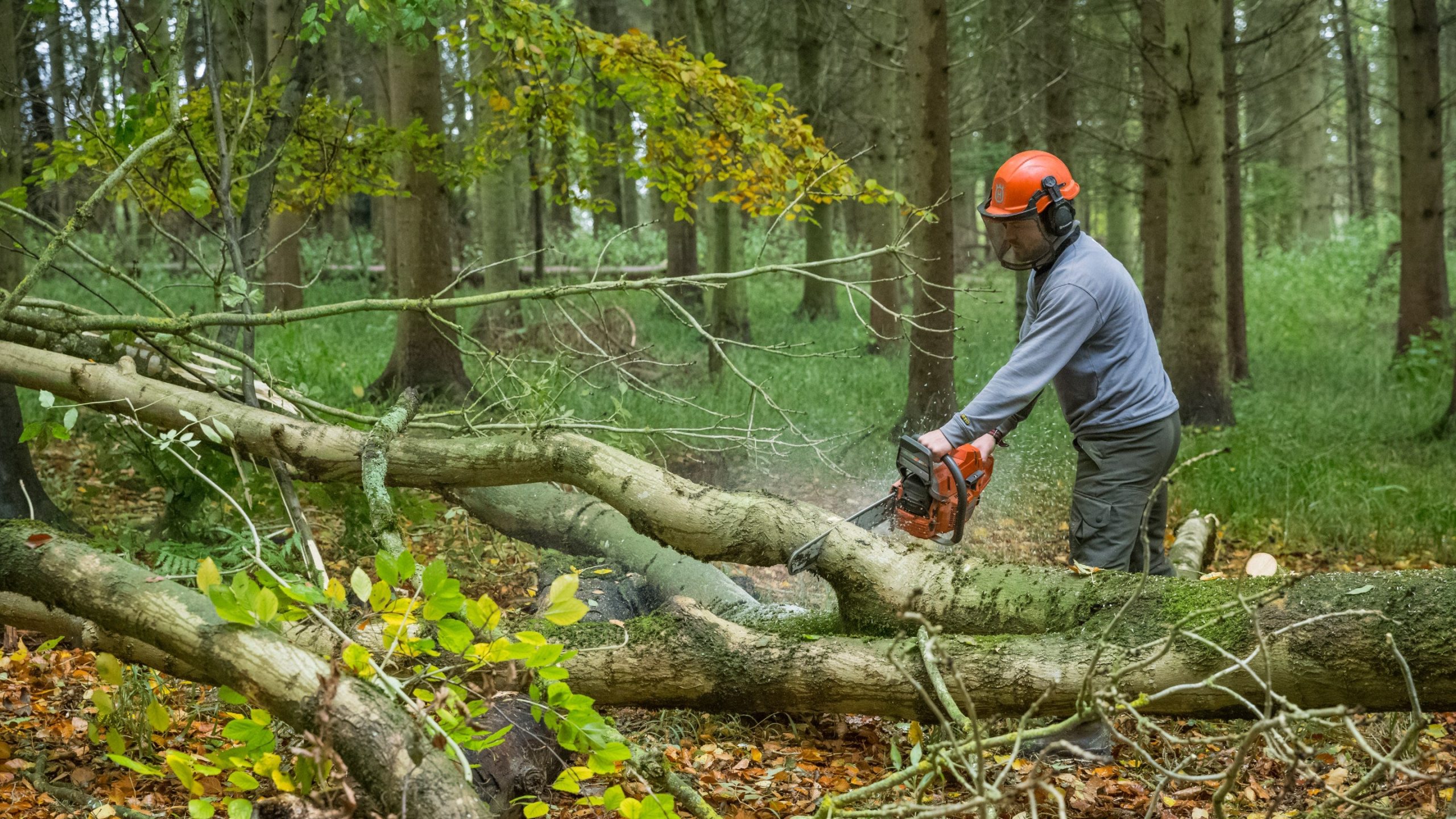 Tackling the Ash Tree Crisis
